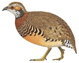 Chestnut-necklaced Partridge Illustration