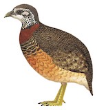 Sabah Partridge Illustration