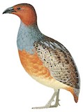 Long-billed Partridge Illustration