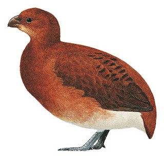 Illustration of Female - Black Partridge