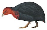 Crimson-headed Partridge Illustration