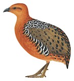 Ferruginous Partridge Illustration