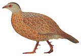 Red Spurfowl Illustration