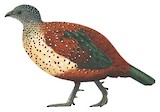 Painted Spurfowl Illustration