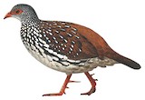 Sri Lanka Spurfowl Illustration