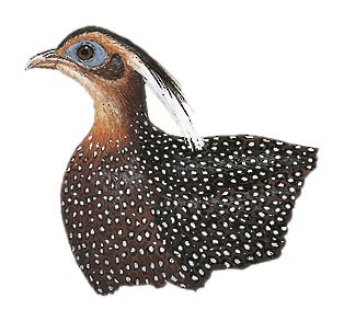 Illustration of Male - Malayan Crested Argus