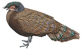 Malayan Peacock-Pheasant Illustration