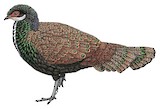 Bornean Peacock-Pheasant Illustration