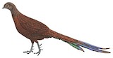 Bronze-tailed Peacock-Pheasant Illustration