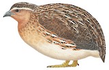 Japanese Quail Illustration