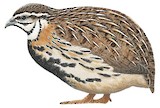 Rain Quail Illustration