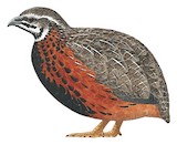 Harlequin Quail Illustration