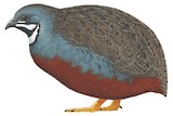 King Quail Illustration