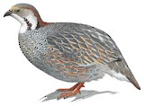 Caucasian Snowcock Illustration