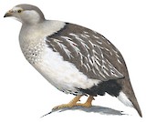 Altai Snowcock Illustration