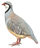 Rock Partridge Illustration