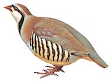 Chukar Partridge Illustration