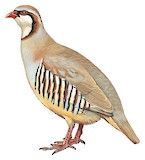 Przevalski's Partridge Illustration