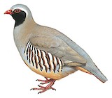 Philby's Partridge Illustration