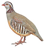 Barbary Partridge Illustration