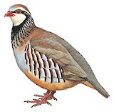 Red-legged Partridge Illustration