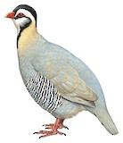 Arabian Partridge Illustration