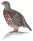 Snow Partridge Illustration