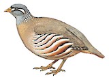 See-see Partridge Illustration