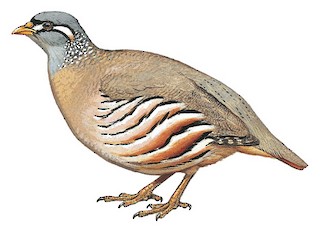 See-see Partridge