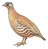 Sand Partridge Illustration