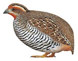 Jungle Bush Quail Illustration