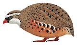 Painted Bush Quail Illustration