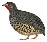 Manipur Bush Quail Illustration