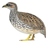 Hartlaub's Spurfowl Illustration