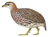 Double-spurred Spurfowl Illustration