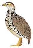 Heuglin's Spurfowl Illustration