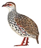 Clapperton's Spurfowl Illustration