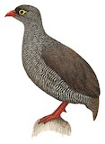 Red-billed Spurfowl Illustration