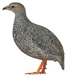 Cape Spurfowl Illustration