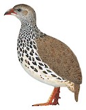 Hildebrandt's Spurfowl Illustration