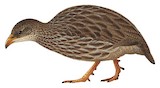 Scaly Spurfowl Illustration