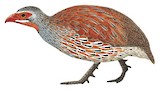 Grey-breasted Spurfowl Illustration