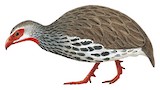 Red-necked Spurfowl Illustration