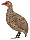 Swainson's Spurfowl Illustration