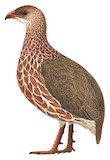 Jackson's Spurfowl Illustration