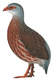 Handsome Spurfowl Illustration