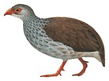 Mount Cameroon Spurfowl Illustration