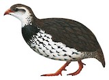 Swierstra's Spurfowl Illustration