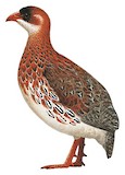 Chestnut-naped Spurfowl Illustration