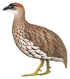 Erckel's Spurfowl Illustration